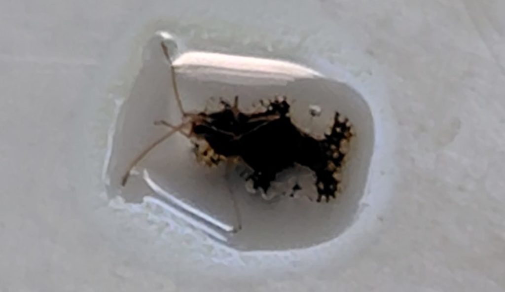 １分後のグンバイムシの様子