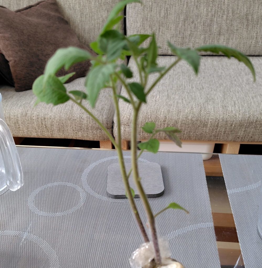 クオーレディブェの様子