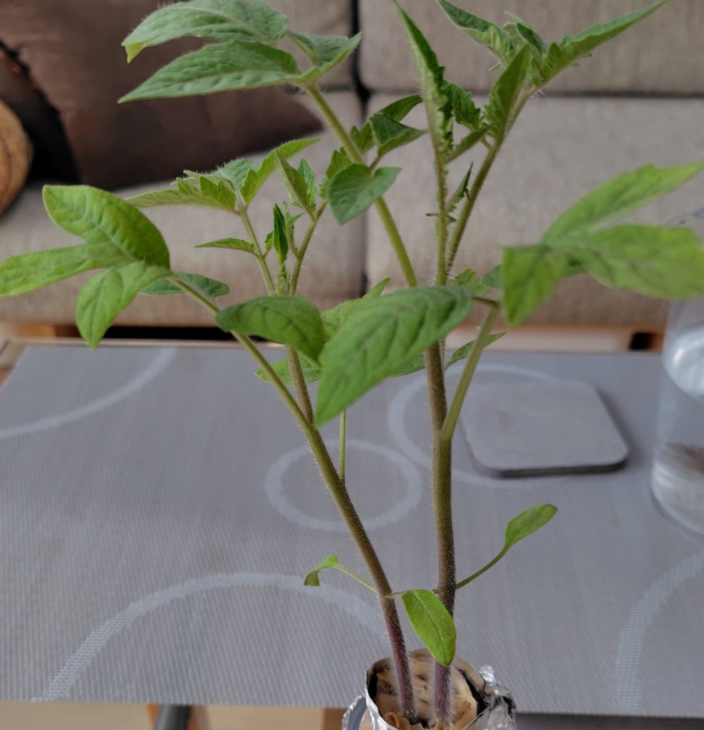 サンマルツァーノの様子