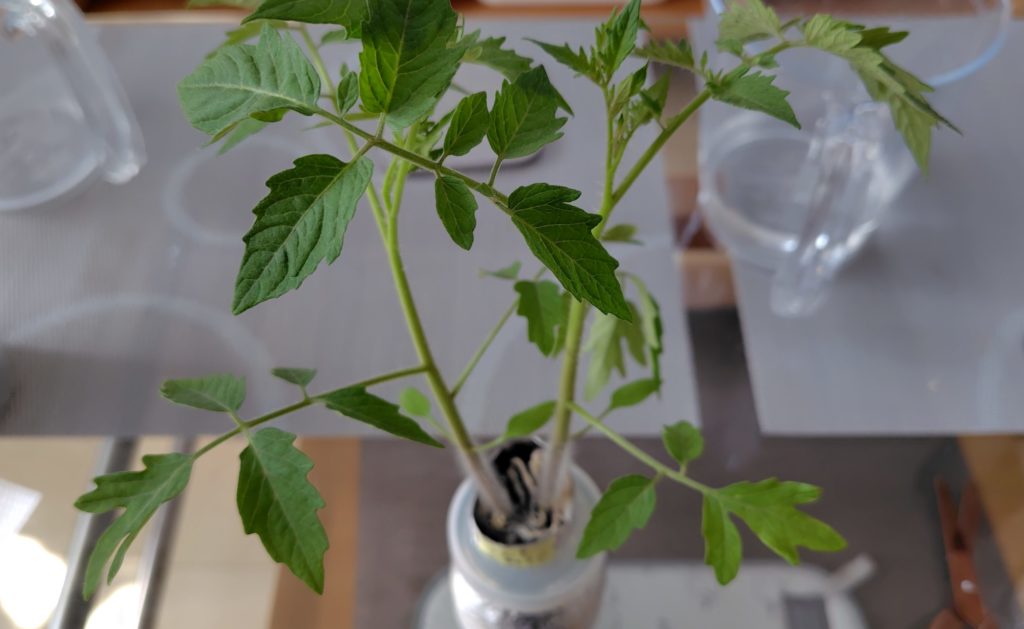 ブラックチェリーの様子