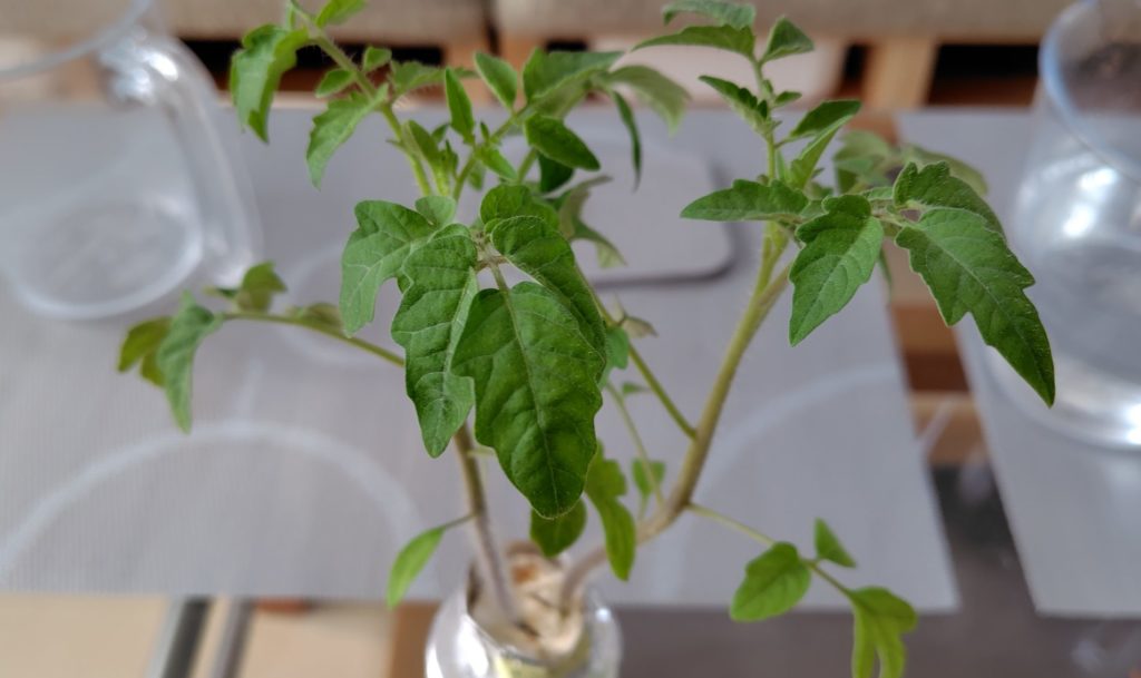 ボルゲーゼの様子