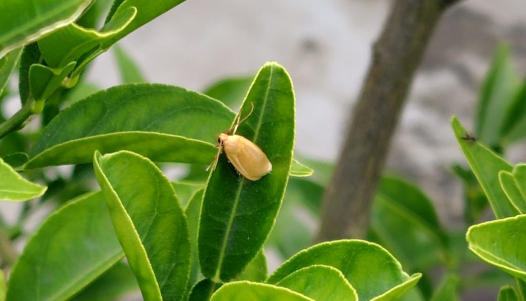 ヤネホソバの成虫
