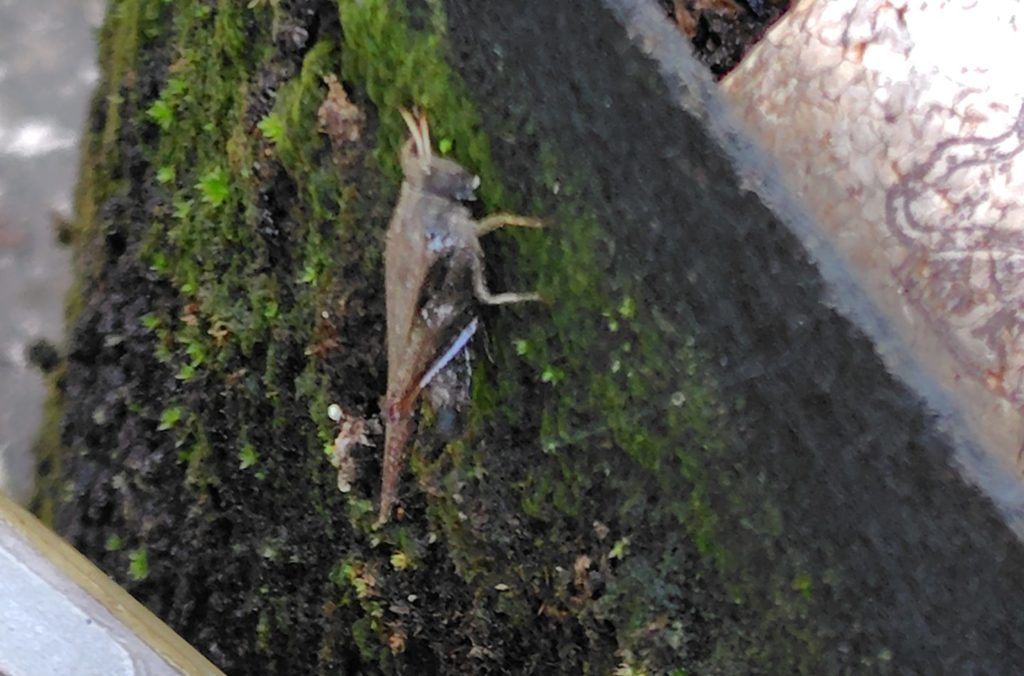 不織布鉢についているトゲヒシバッタ