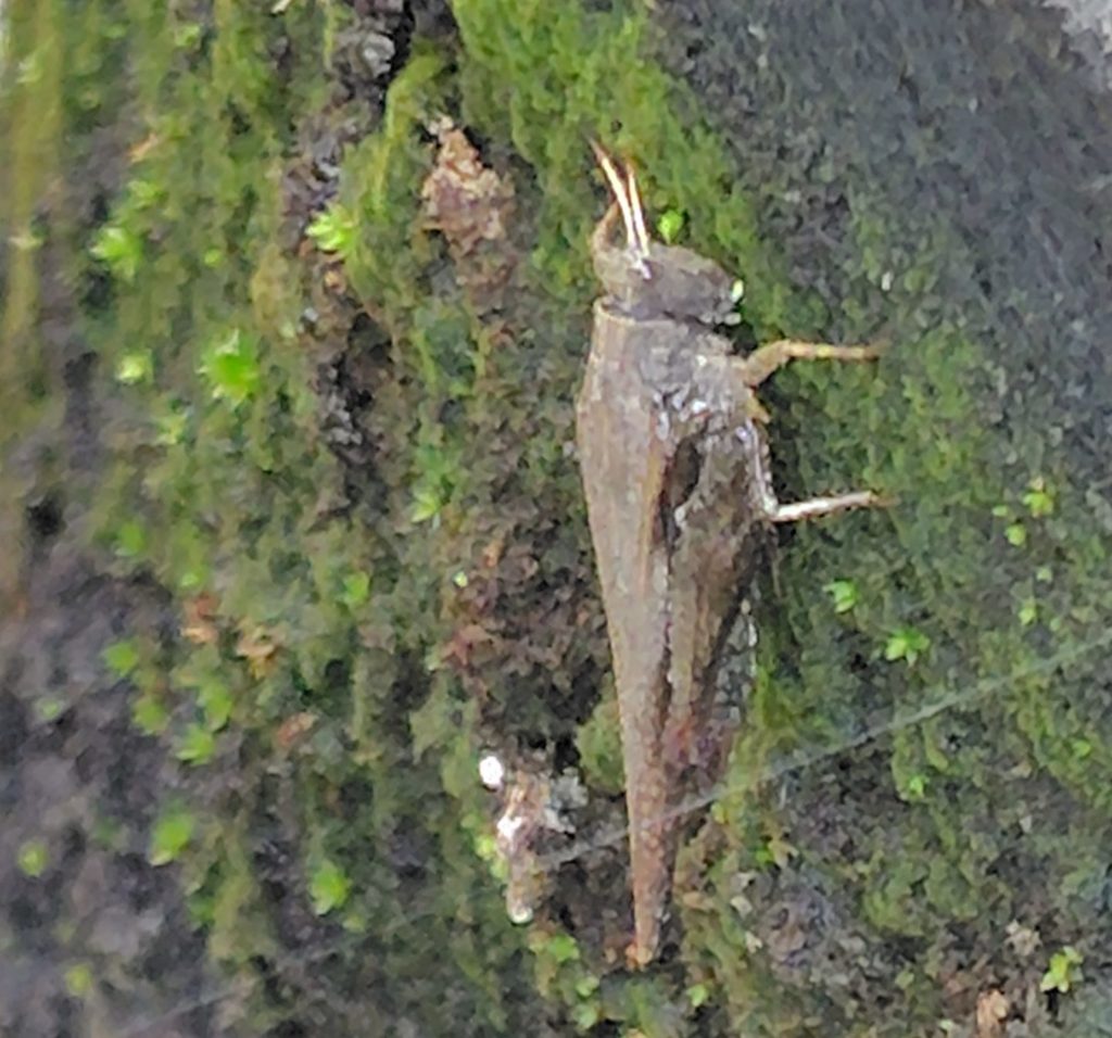 不織布鉢についているトゲヒシバッタ