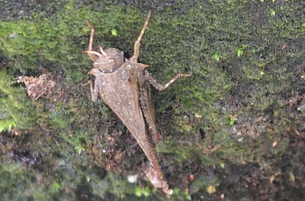 トゲヒシバッタ(Criotettix japonicus)とげが特徴