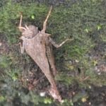 不織布鉢についているトゲヒシバッタ