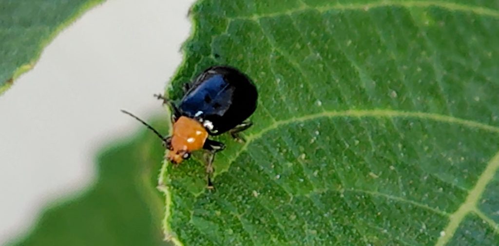 いちじくの葉の上のクロウリハムシ