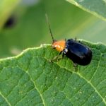 いちじくの葉の上のクロウリハムシ