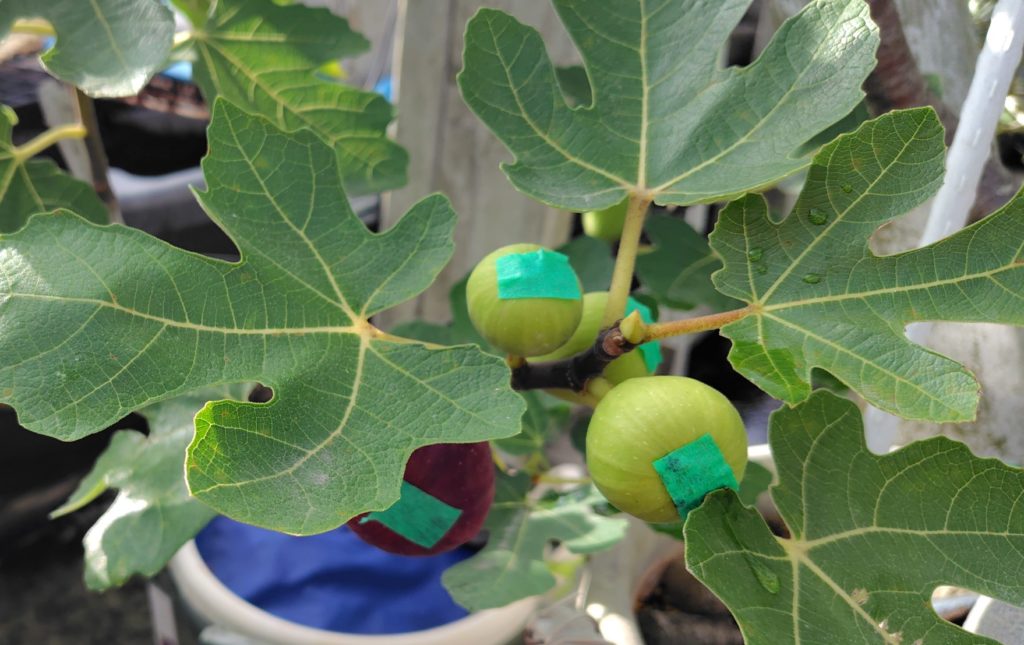 ドーフィンの秋果がなっている様子