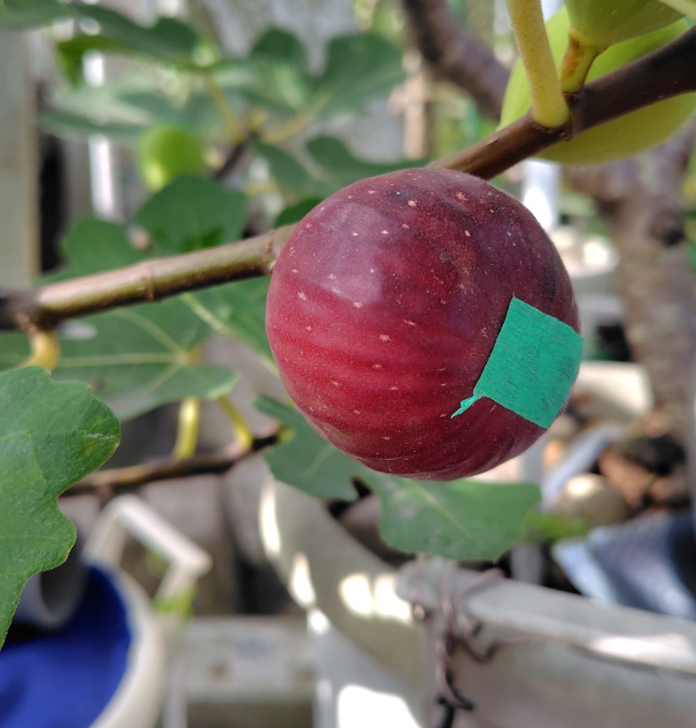 ドーフィンの秋果