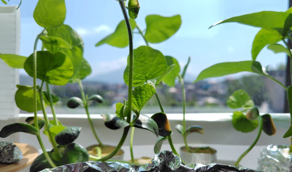 窓際の枝豆の様子