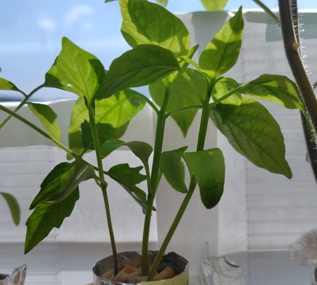 赤パプリカの様子