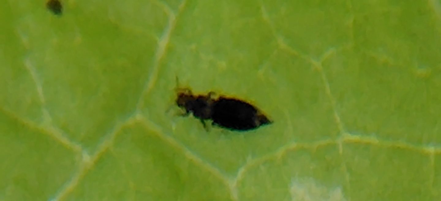 アザミウマの写真