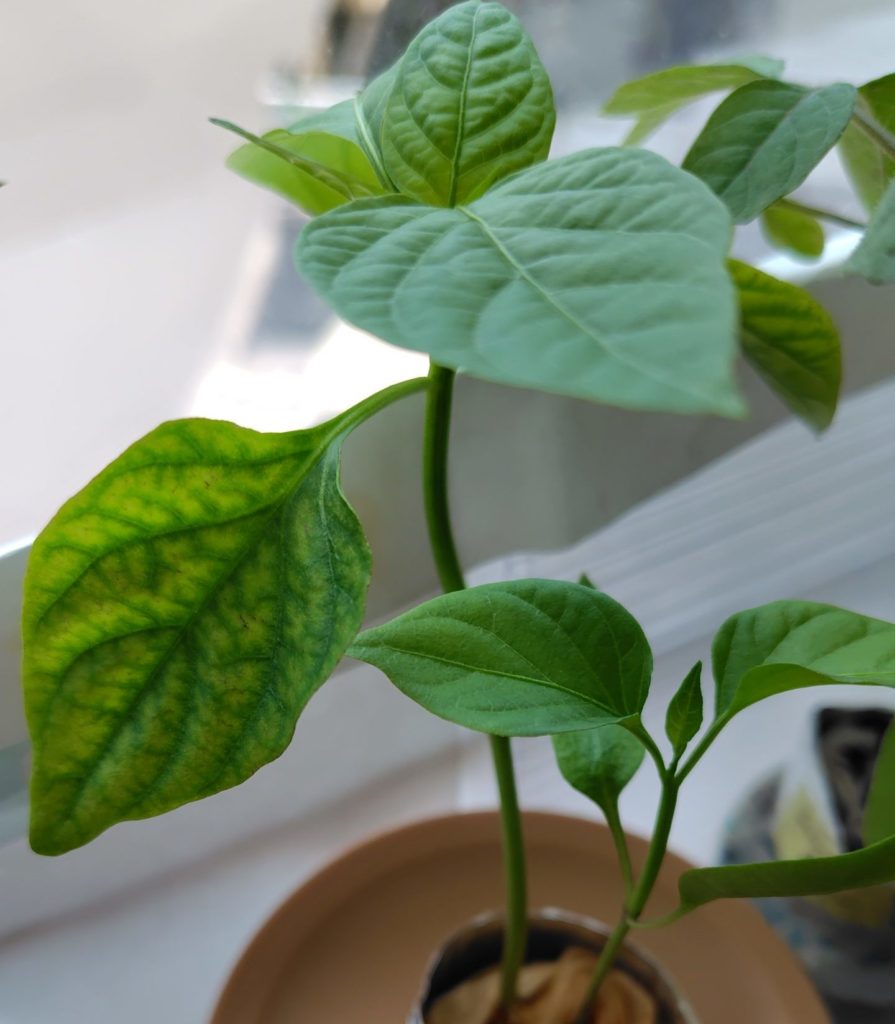 とんがりパワーの様子