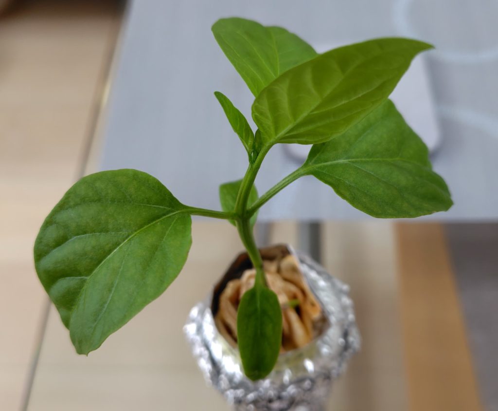 黄パプリカの様子