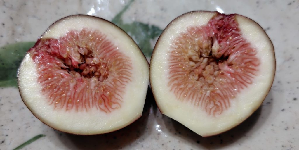 ドーフィンの果肉