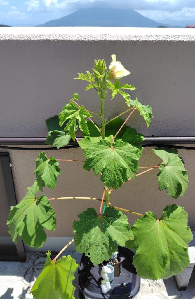 オクラの生育状況