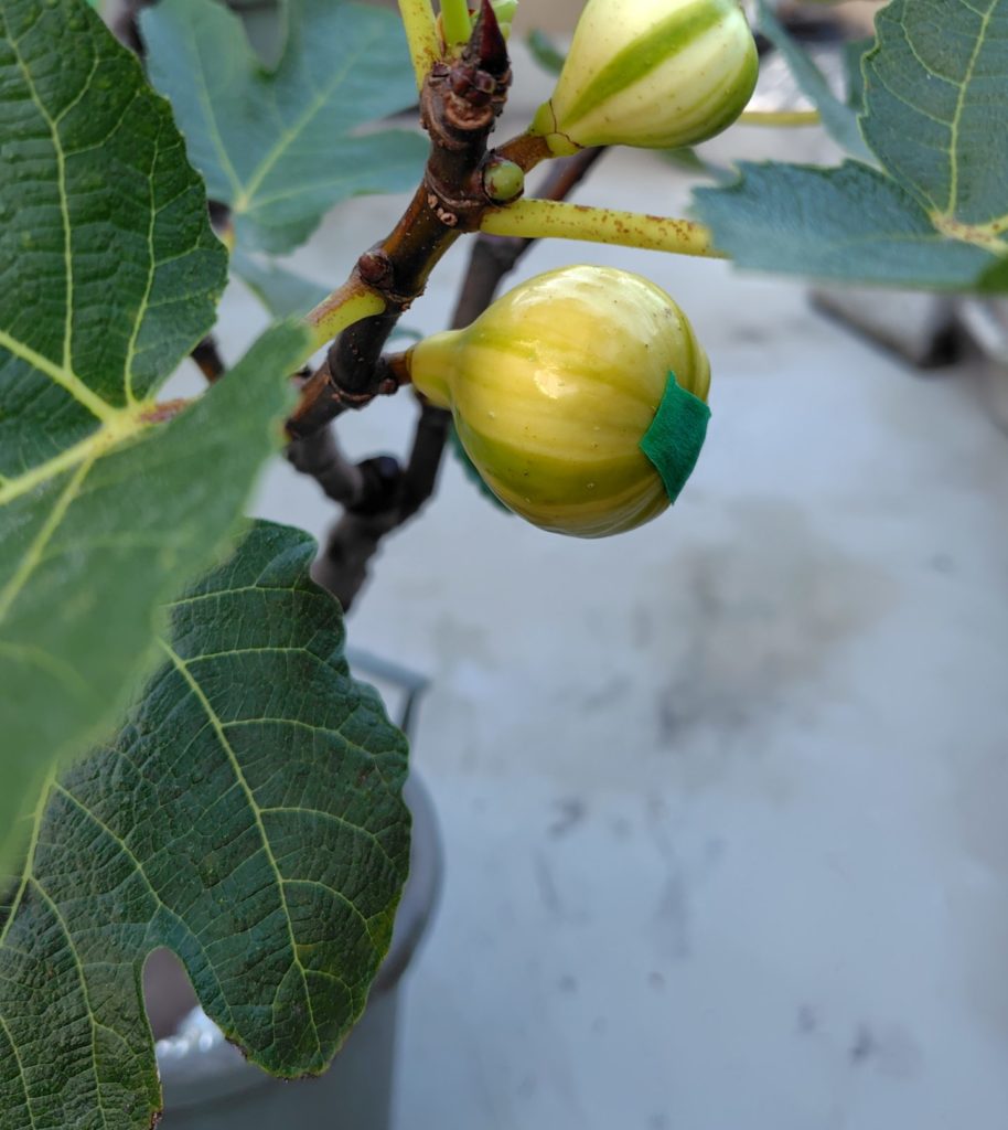 ゼブラスイートの鉢