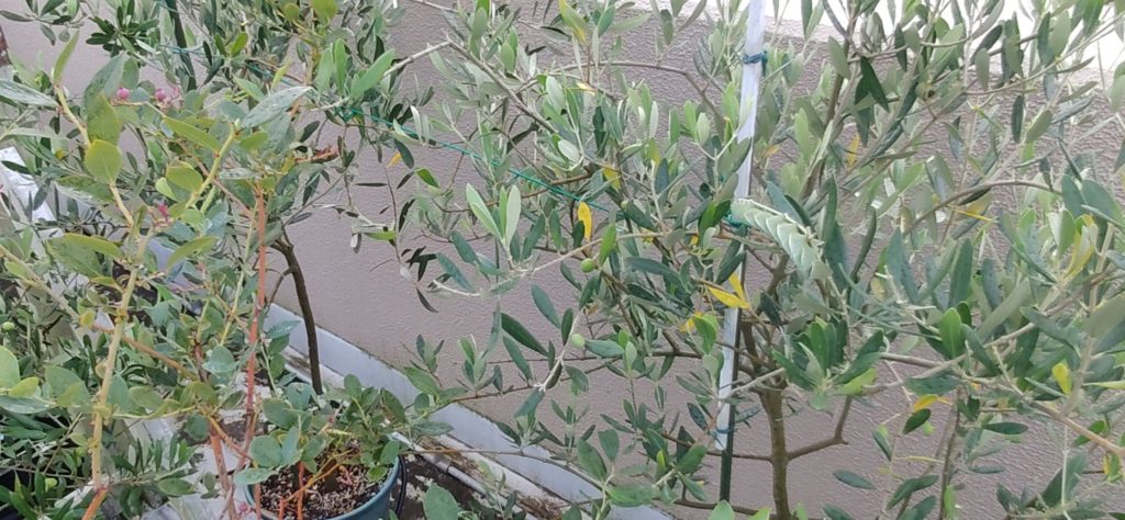 オリーブにいたシモフリスズメ