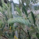 シモフリスズメ