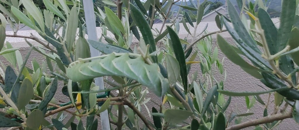 巨大なシモフリスズメ