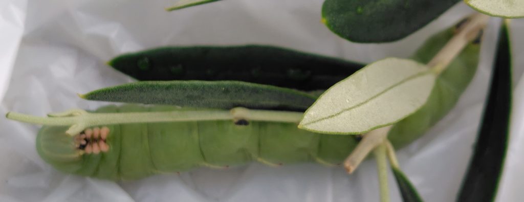 シモフリスズメの口