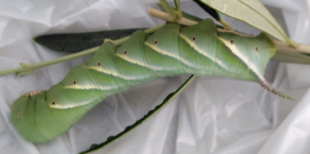 シモフリスズメを横から撮影