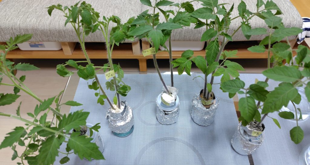 トマト5種類の状況
