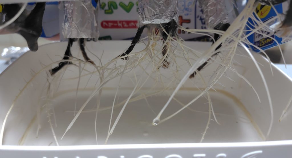 枝豆の発根状況