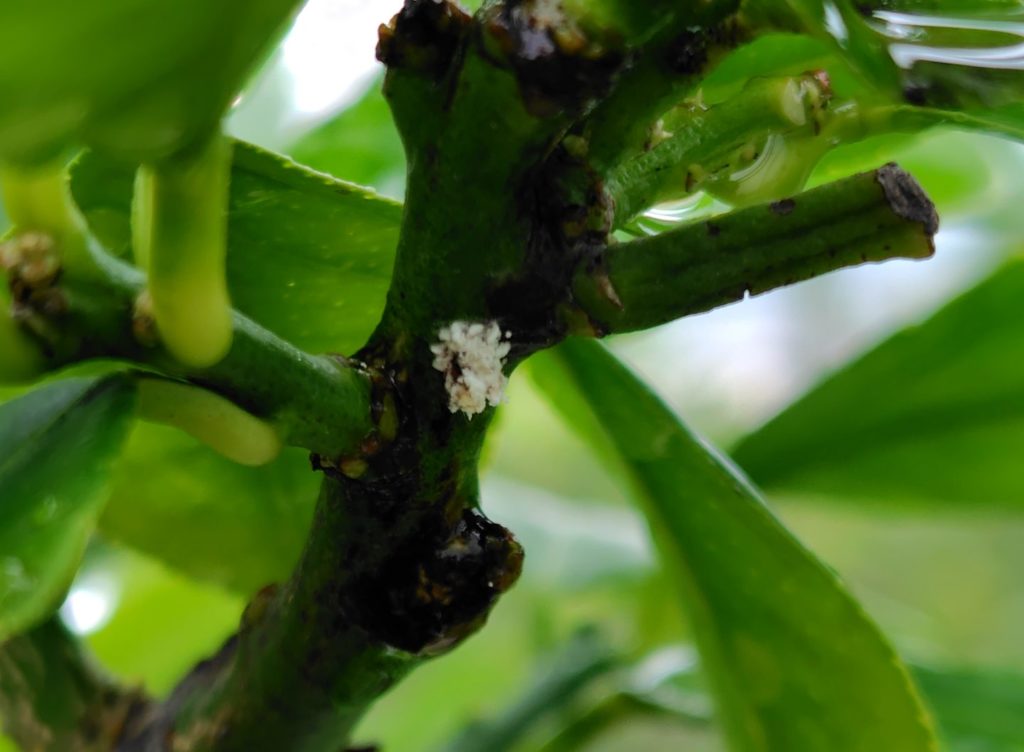 葉っぱの下のカイガラムシ