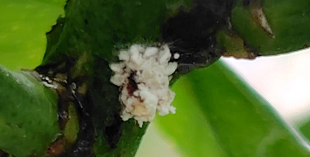 イセリアカイガラムシ