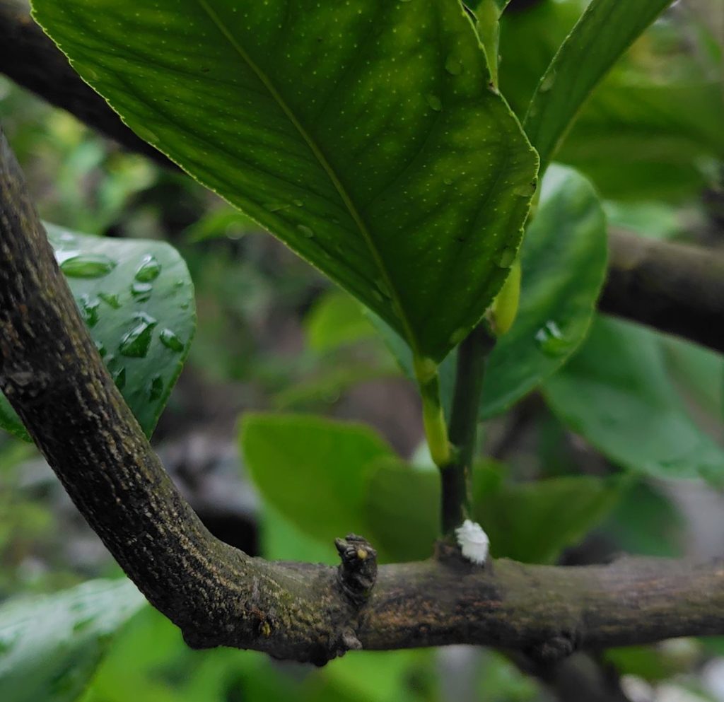 レモンの樹にいるカイガラムシ