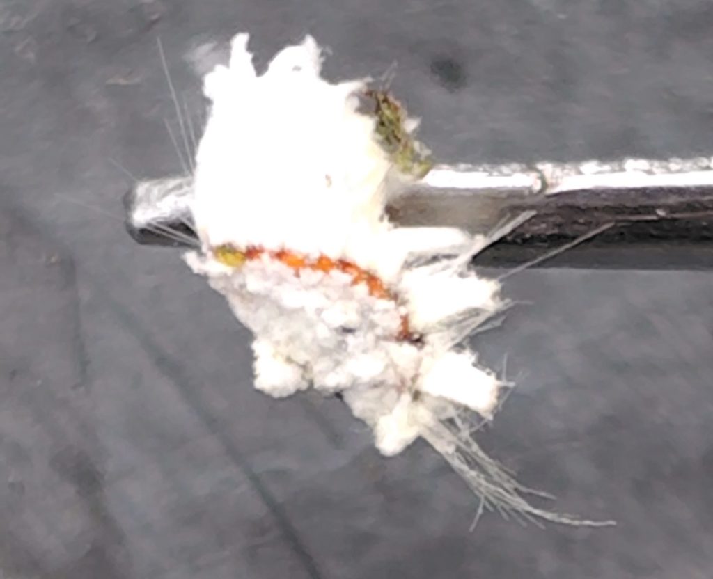 イセリアカイガラムシをピンセットでつまむ