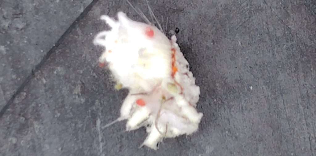 イセリアカイガラムシを裏返し