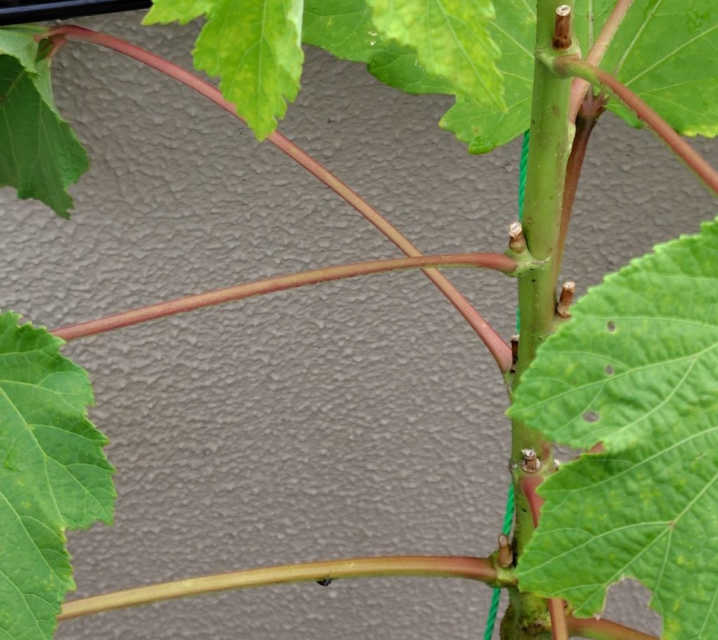 オクラとありの様子