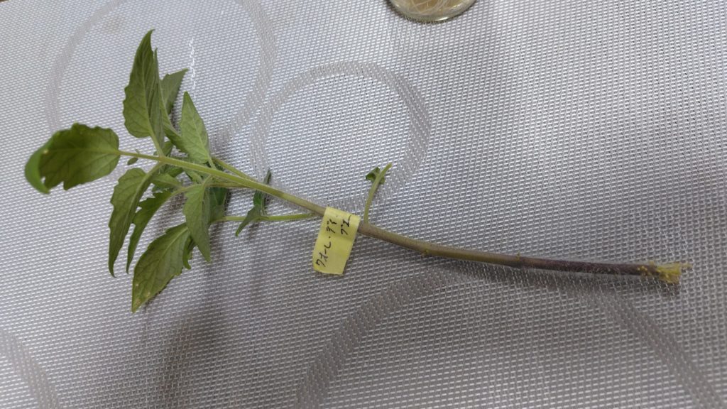 クオーレディブェの間引いた苗