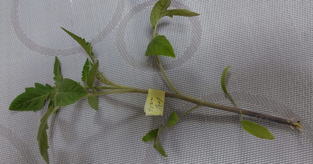 サンマルツァーノの間引いた苗