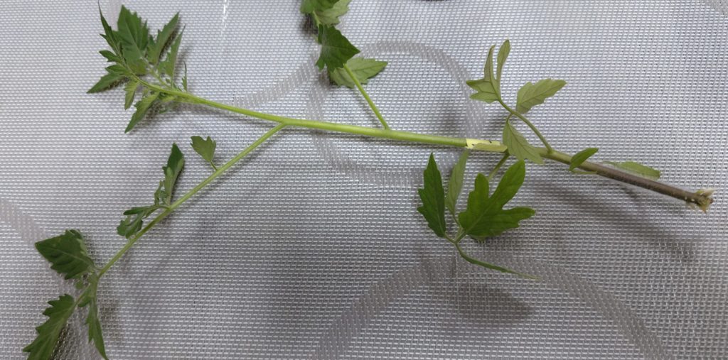 ブラックチェリーの間引いた苗