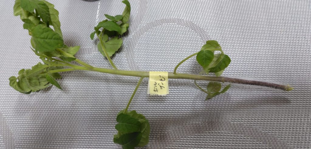 ボルゲーゼを間引いた様子