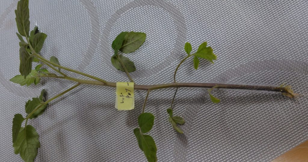 レッドチェリーの間引いた苗