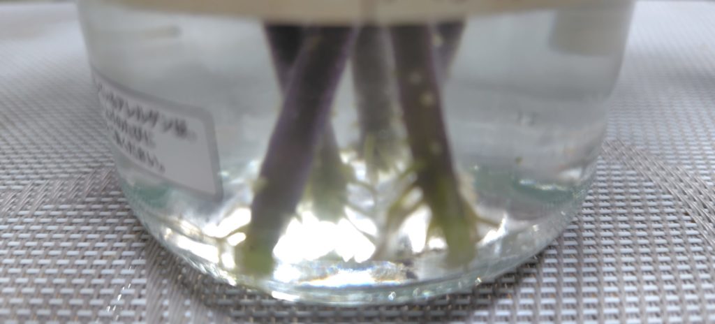 間引いたトマトを水につけた状況