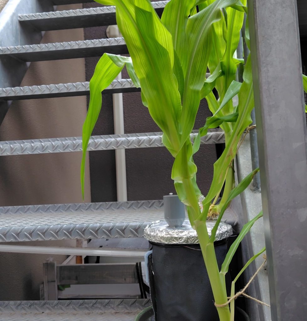 とうもろこしの根の様子