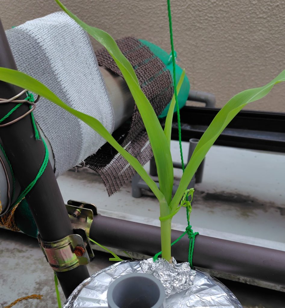 間引きしたとうもろこしの苗