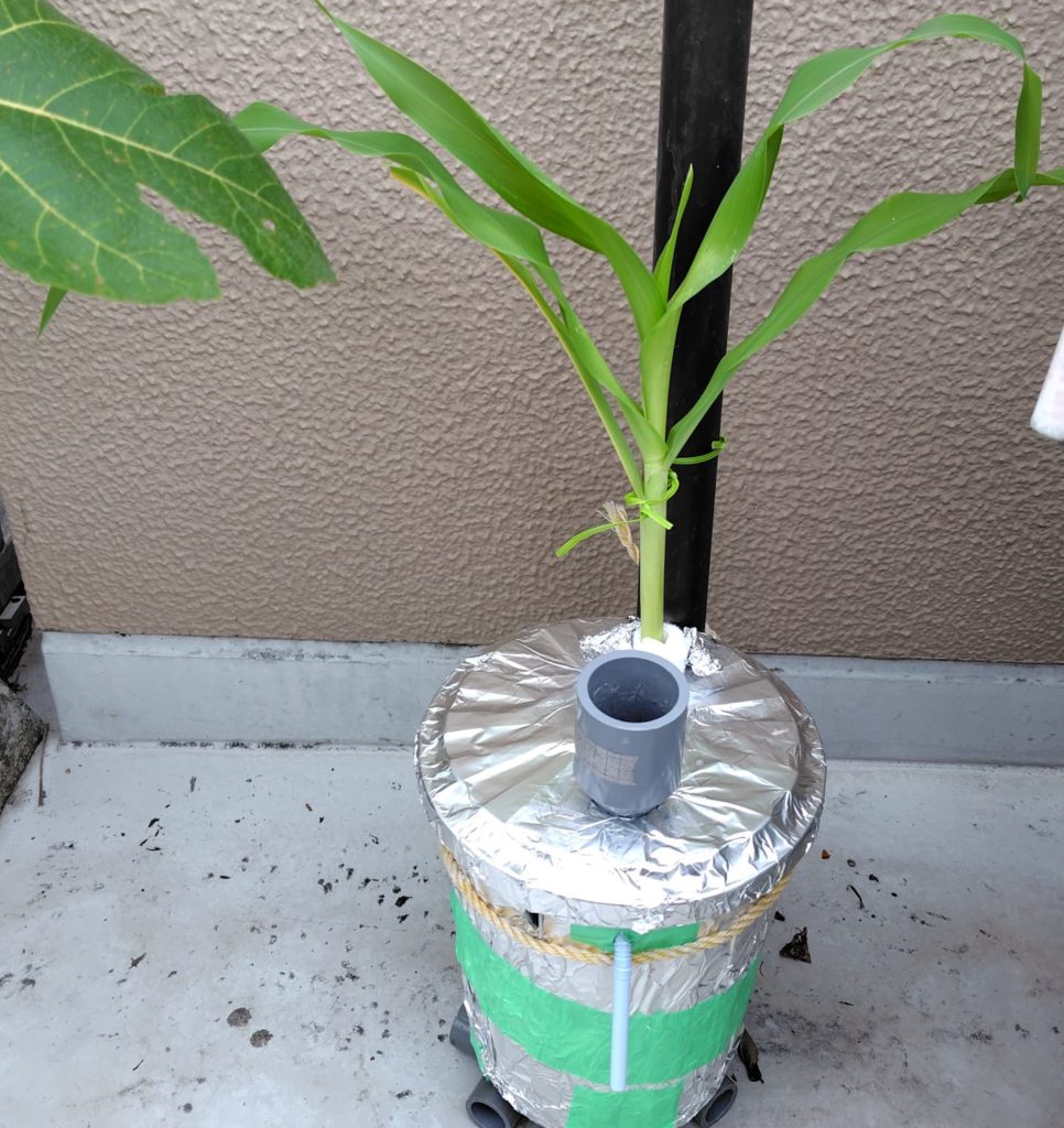 間引きしたとうもろこし