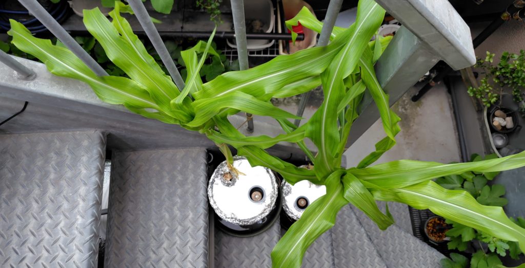 水耕栽培のとうもろこしの様子