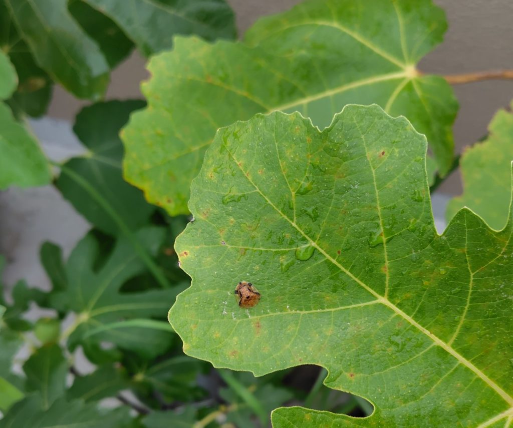 ヨツモンカメノコハムシ