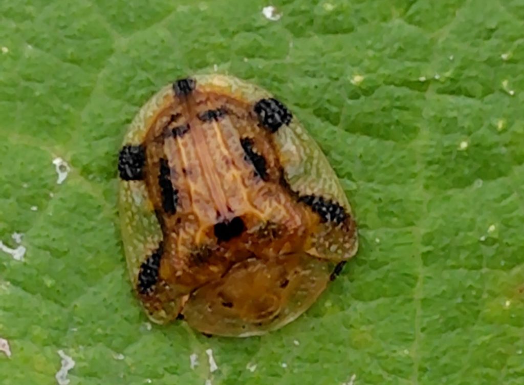 ヨツモンカメノコハムシ