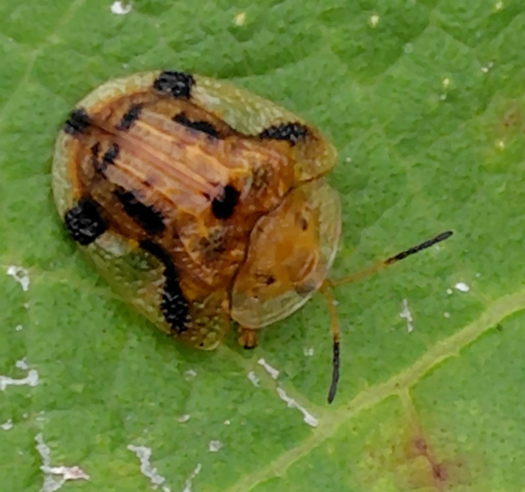 触角をだしたヨツモンカメノコハムシ