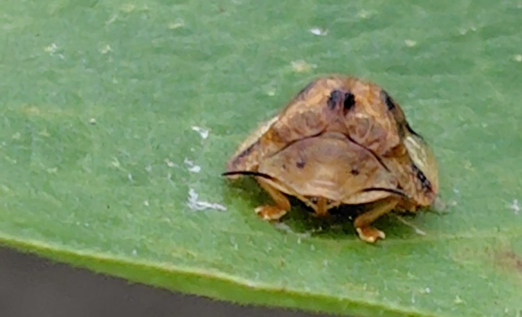 ヨツモンカメノコハムシを正面から撮影