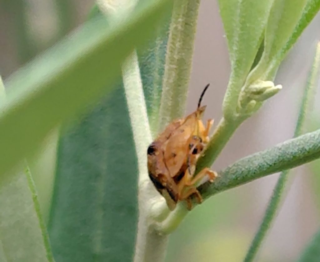 オリーブの葉に逃げたヨツモンカメノコハムシ
